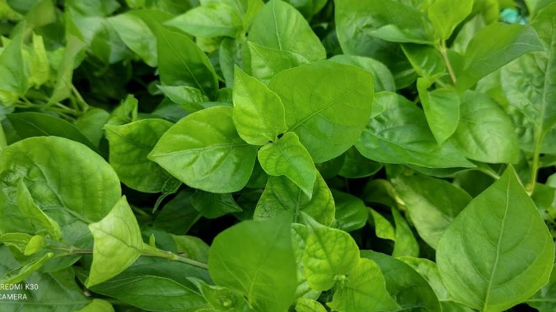 Hình ảnh minh họa một vài món ăn làm từ rau ngót Nhật, như canh, xào, cháo